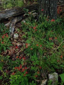 Red wildflowers